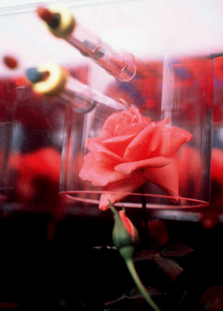 Illustration for article titled La rosa que vino del espacio (o cómo la NASA creó un nuevo perfume)